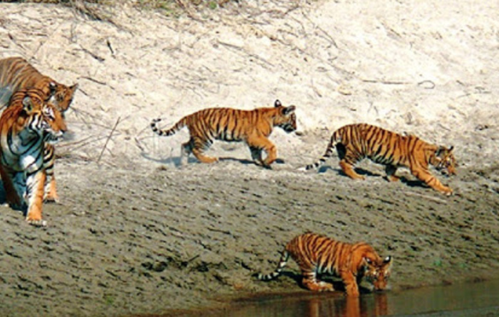 बाघ हेर्न निकुञ्जमा पर्यटक संङख्य बढे