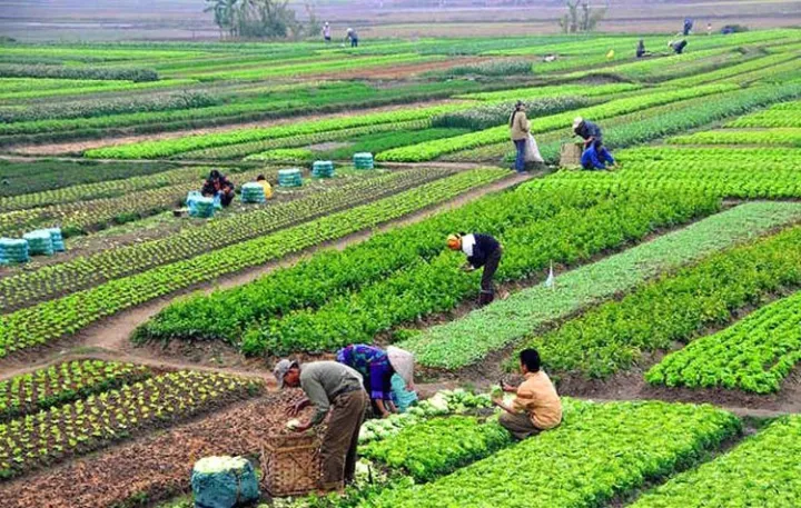 काभ्रे कृषि महोत्सवमा ६ करोड रुपैयाँको कारोबार