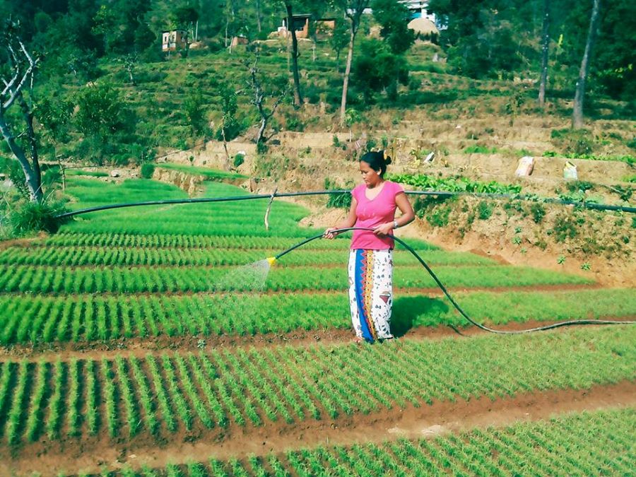 कृषि गाउँकी संघर्षशील लक्ष्मी, ८ रोपनी जग्गा भाँडामा लिएर तरकारी खेती सुरु