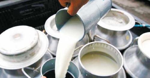 दूध बेचेर मासिक ९० हजार बढी आम्दानी गर्दै कैलालीका उपाध्याय