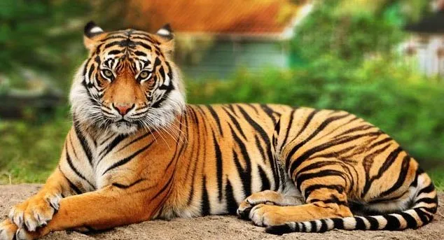 चितवन राष्ट्रिय निकुञ्जमा अब सहजै बाघ देख्न पाइने
