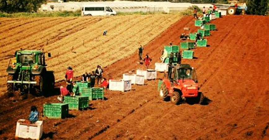 जनवरीमा ६ सय भन्दा बढी श्रीलङ्कालीहरू कृषिका लागि इजरायल प्रस्थान